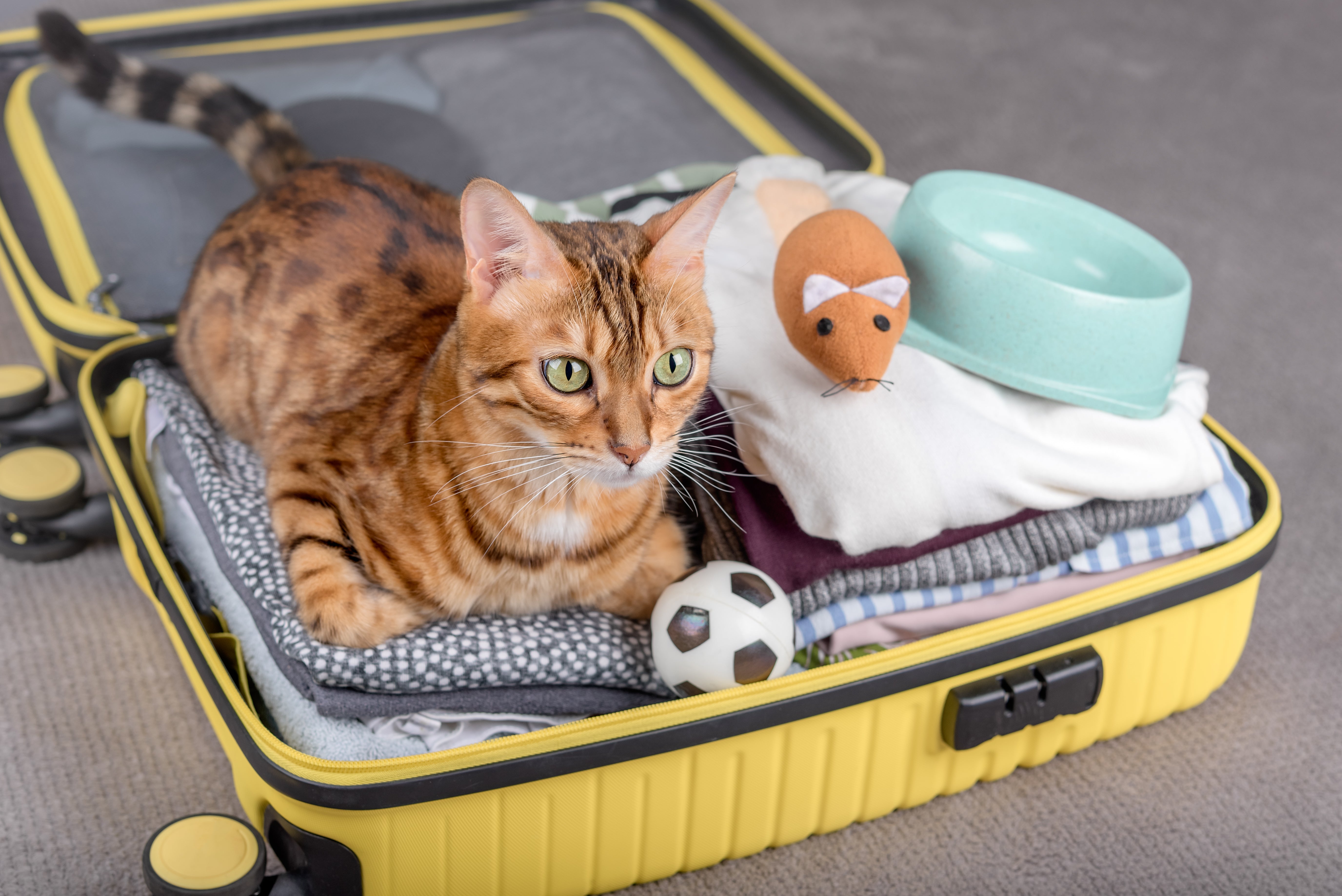 Travel Guide for Pet Owners: Tips, Tricks & Essentials