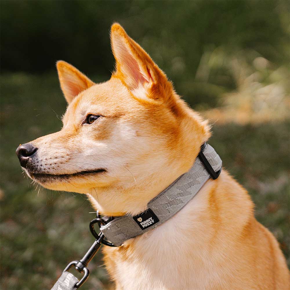 Adjustable Nylon Durable Dog Collar