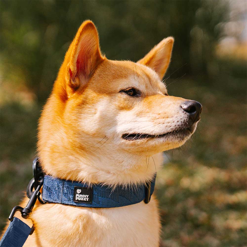 Adjustable Nylon Durable Dog Collar