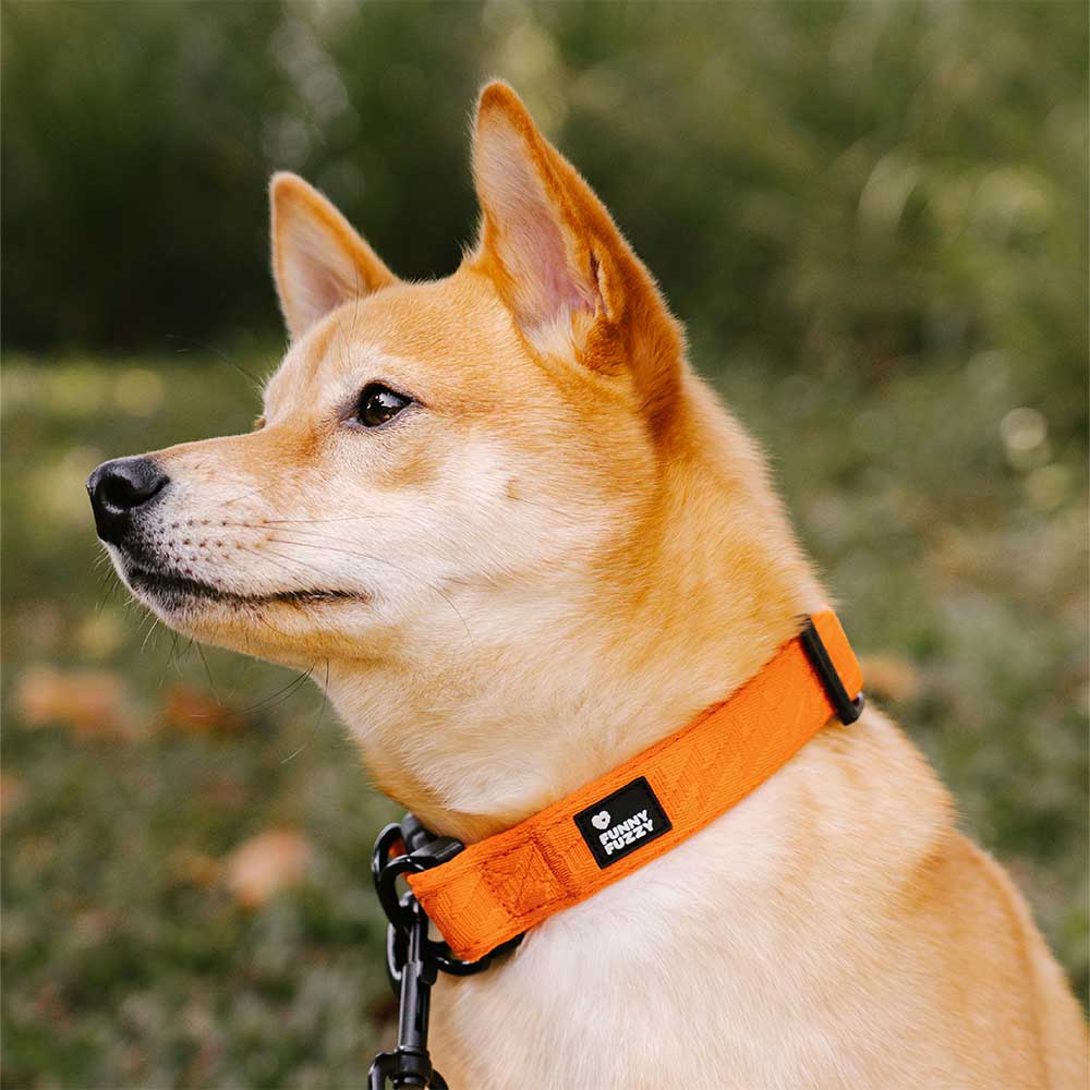 Adjustable Nylon Durable Dog Collar
