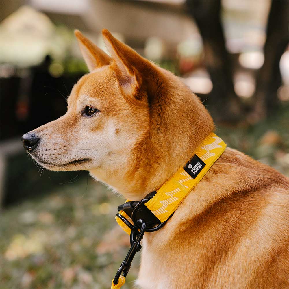Adjustable Nylon Durable Dog Collar