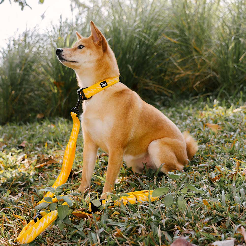 Adjustable Nylon Durable Dog Collar