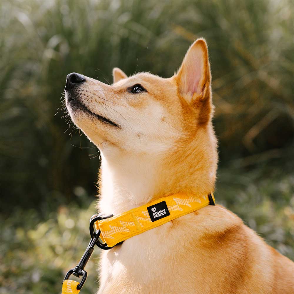 Adjustable Nylon Durable Dog Collar