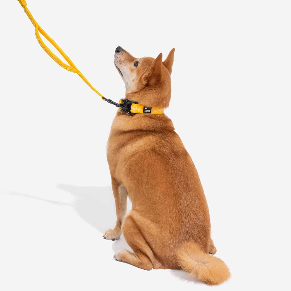 Adjustable Nylon Durable Dog Collar
