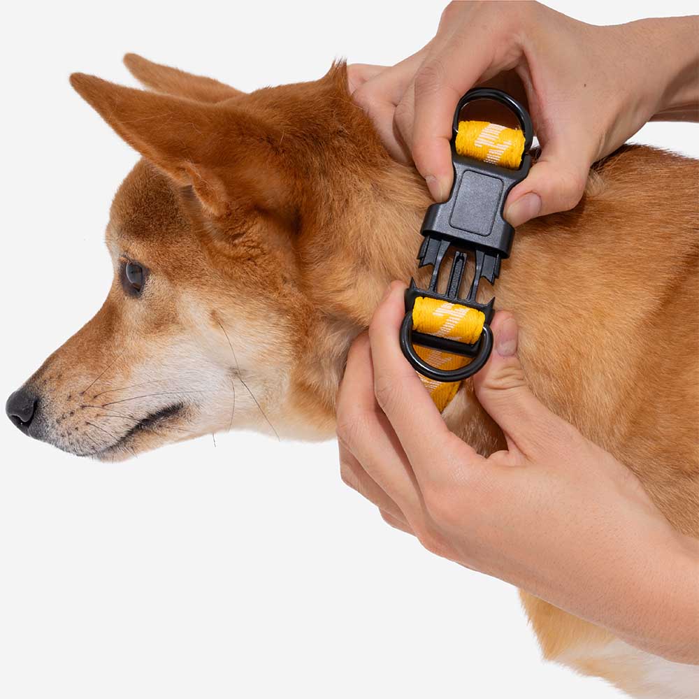 Adjustable Nylon Durable Dog Collar
