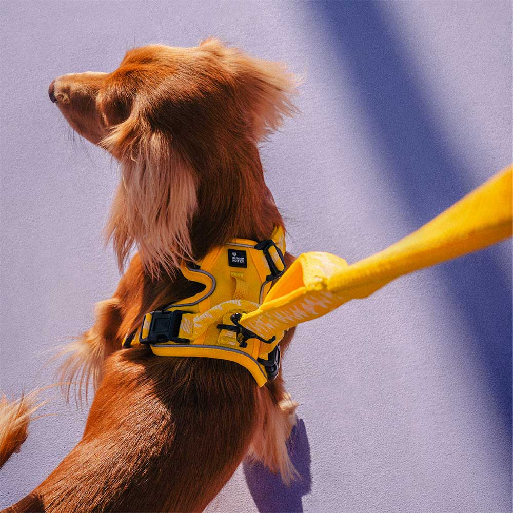 Reflective Adjustable Outdoor Dog Harness - Flexi Walker