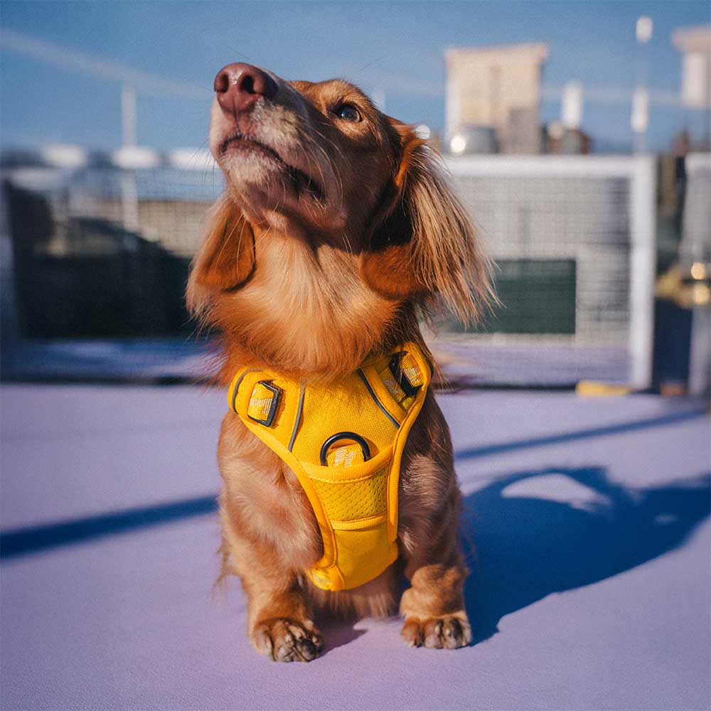 Reflective Adjustable Outdoor Dog Harness - Flexi Walker