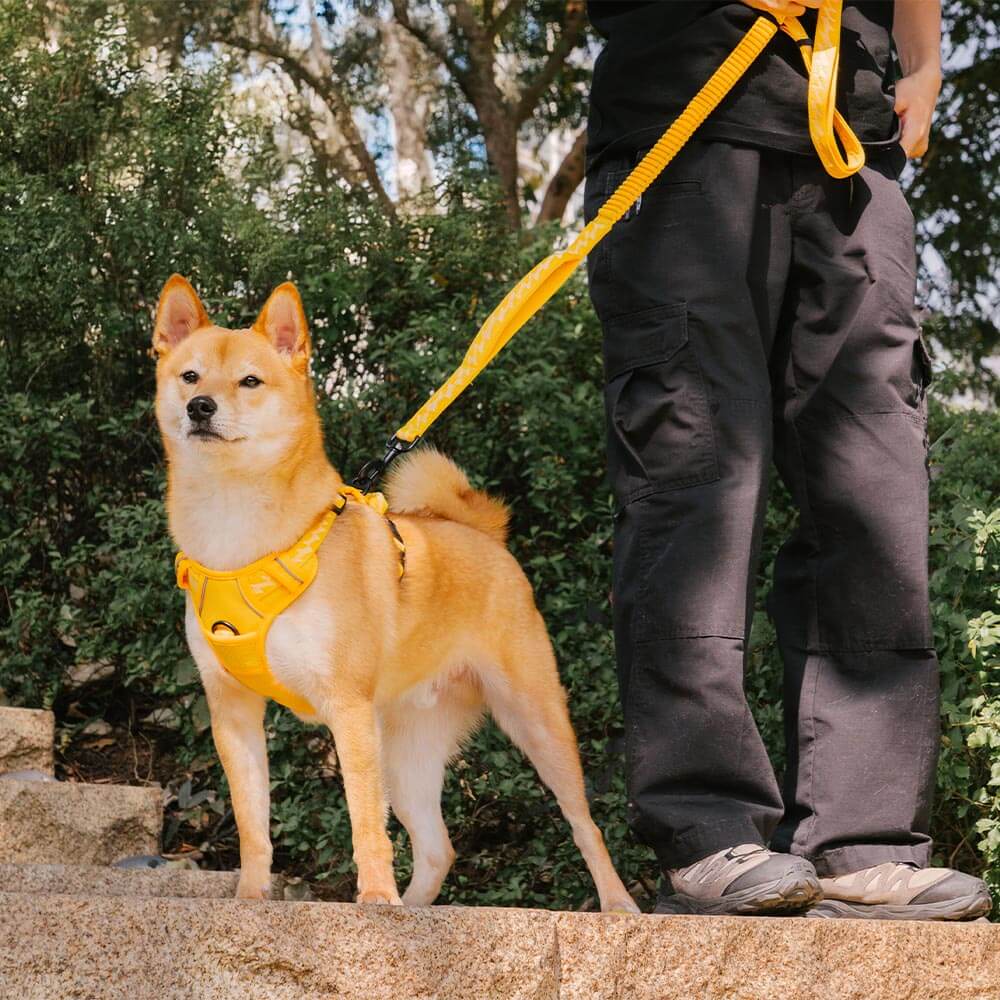Reflective Adjustable Outdoor Dog Harness - Flexi Walker